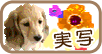 実写